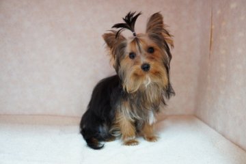 ヨークシャーテリア【東京都・男の子・2021年7月21日・スティールブルー&タン】の写真「とーっても飼いやすいお利口さんです！」