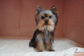 ヨークシャーテリア【東京都・男の子・2020年10月1日・スティールブルー&タン】の写真「(4/1測定)体重1.6kg。生後半年。」