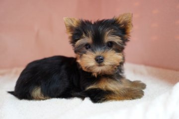 ヨークシャーテリア【東京都・女の子・2021年2月19日・スティールブルー&タン】の写真「性格控えめな感じ。顔立ち整った美犬です。」