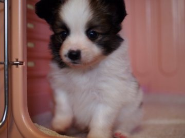 パピヨン【東京都・男の子・2015年5月17日・ホワイト&ブラウン】の写真「ご見学は7/2まで！」