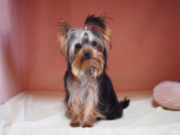 ヨークシャーテリア【東京都・女の子・2019年9月18日・スティールブルー&タン】の写真「キリッと( ・`д・´)ピシッと！」