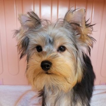 ヨークシャーテリア【東京都・女の子・2022年8月8日・スティールブルー&タン】の写真「④あぁ～絶対可愛くなるやつ～～」