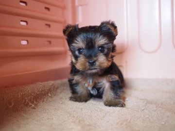 ヨークシャーテリア【東京都・男の子・2018年1月15日・スティールブルー&タン】の写真「丸顔イケメン揃い③」