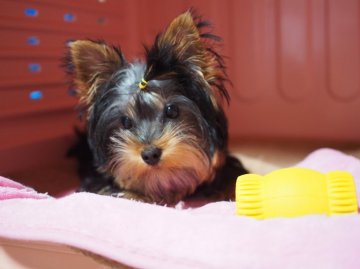 ヨークシャーテリア【東京都・男の子・2015年10月31日・スティールブルー&タン】の写真「ぬいぐるみ大好き♪やんちゃ坊主！」