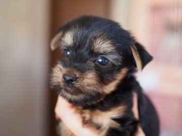 ヨークシャーテリア【東京都・男の子・2015年5月22日・スティールブルー&タン】の写真「胴詰まり～、顔デカ～君。」