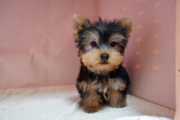 ヨークシャーテリア【東京都・男の子・2021年2月19日・スティールブルー&タン】の写真「のんびり、ぼんやり、マイペースタイプ。」