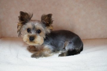 ヨークシャーテリア【東京都・男の子・2021年3月13日・スティールブルー&タン】の写真「大変な子育て時期はもう過ぎた子→楽チン！」