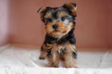 ヨークシャーテリア【東京都・男の子・2021年4月9日・スティールブルー&タン】の写真「顔も性格も可愛いイケメン！」