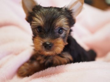 ヨークシャーテリア【東京都・男の子・2015年7月14日・スティールブルー&タン】の写真「明るめの毛色が好みの方におすすめ！」