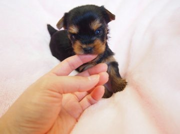 ヨークシャーテリア【東京都・女の子・2015年2月11日・スティールブルー&タン】の写真「ﾁﾋﾞﾁﾋﾞ～で愛嬌Max！」