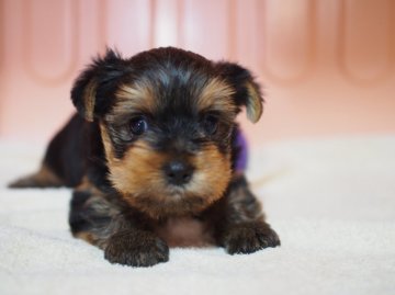 ヨークシャーテリア【東京都・女の子・2016年3月12日・スティールブルー&タン】の写真「愛嬌いっぱい一人っ子。」