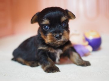 ヨークシャーテリア【東京都・男の子・2016年3月20日・スティールブルー&タン】の写真「男だらけの４兄弟(*´∀`)」