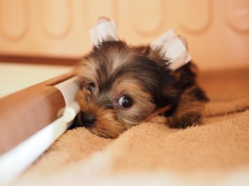 ヨークシャーテリア【東京都・女の子・2015年6月2日・スティールブルー&タン】の写真「紅一点。明るい毛色に仕上がりになります！」