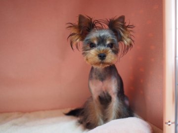 ヨークシャーテリア【東京都・男の子・2019年10月17日・スティールブルー&タン】の写真「男の子のご希望の方、この機会に是非！」