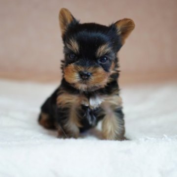 ヨークシャーテリア【東京都・男の子・2023年2月25日・スティールブルー&タン】の写真「はい、可愛い確定💗」