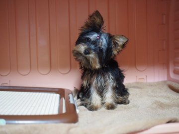 ヨークシャーテリア【東京都・女の子・2015年10月31日・スティールブルー&タン】の写真「時にお転婆、時に脱力系！？」