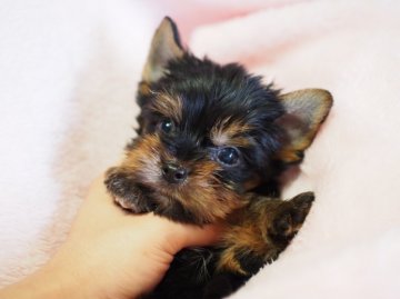 ヨークシャーテリア【東京都・男の子・2015年6月23日・スティールブルー&タン】の写真「おﾁﾋﾞさん、ｷﾞｭｷﾞｭと詰まってます。」