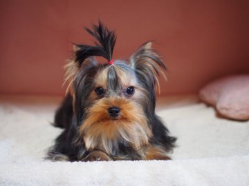 ヨークシャーテリア【東京都・女の子・2019年9月2日・スティールブルー&タン】の写真「ゆずっこ。顔良し、性格よし！②」