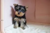 ヨークシャーテリア【東京都・男の子・2021年2月19日・スティールブルー&タン】の写真3
