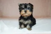 ヨークシャーテリア【東京都・男の子・2021年12月26日・スティールブルー&タン】の写真3