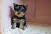 ヨークシャーテリア【東京都・男の子・2021年2月19日・スティールブルー&タン】の写真4