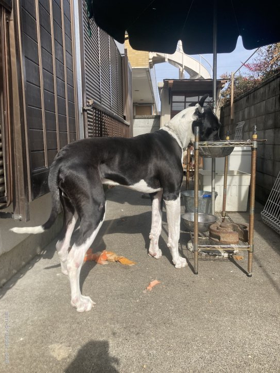 大石　正(おおいし　ただし)ブリーダー(群馬県・グレートデンなど・JKC登録)の紹介写真3