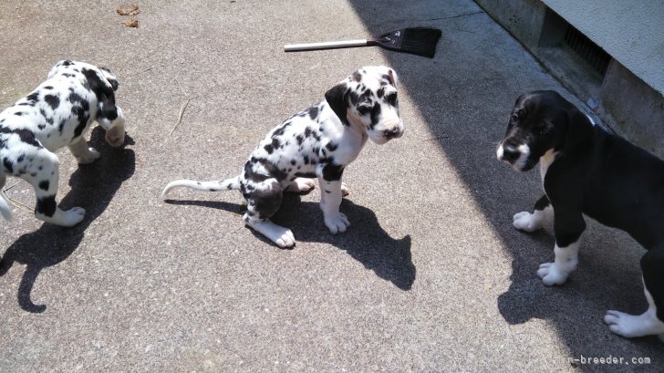 大石　正(おおいし　ただし)ブリーダー(群馬県・グレートデンなど・JKC登録)の紹介写真6