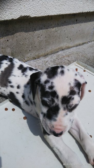 大石　正(おおいし　ただし)ブリーダー(群馬県・グレートデンなど・JKC登録)の紹介写真7