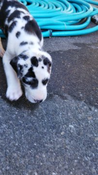 グレートデン【群馬県・男の子・2019年9月1日・ハルクイン】の写真「白抜け」