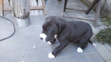 グレートデン【群馬県・女の子・2020年2月10日・ブラック】の写真「４足に白足袋鼻回りしろ」