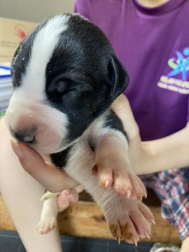 グレートデン【群馬県・男の子・2021年6月6日・ハルクイン、系ブラック】の写真「マントル」