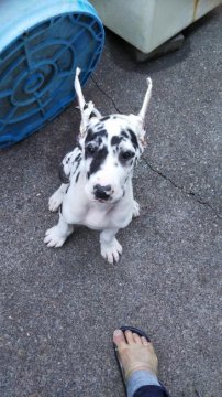 グレートデン【群馬県・女の子・2020年3月27日・ハルクイン】の写真「父親はトリスタン系、母親はウーロン系です、綺麗な顔」