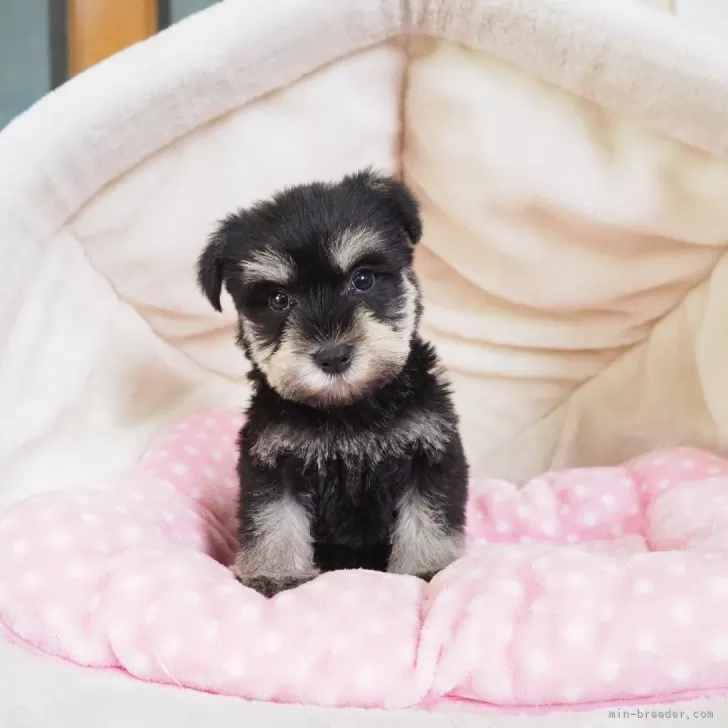 ID:2502-01133の子犬