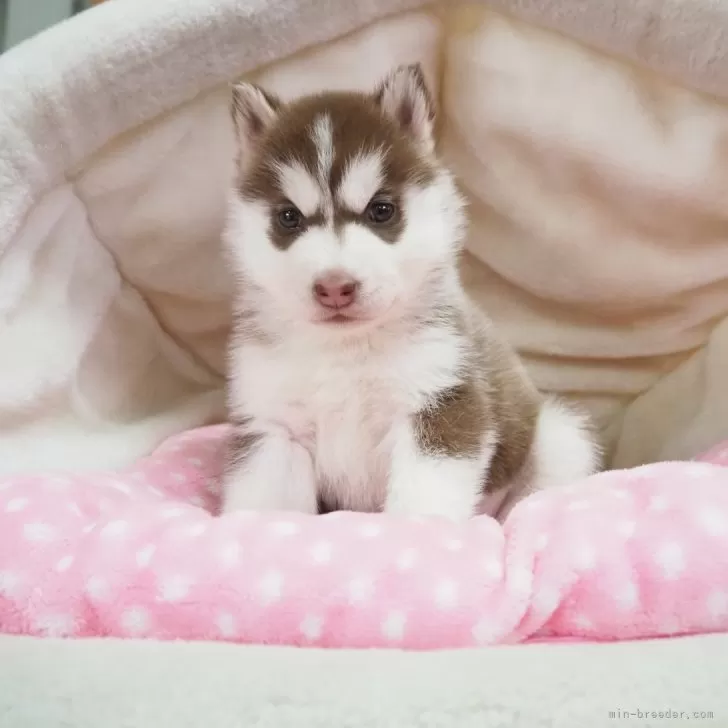 ID：2501-05547の子犬