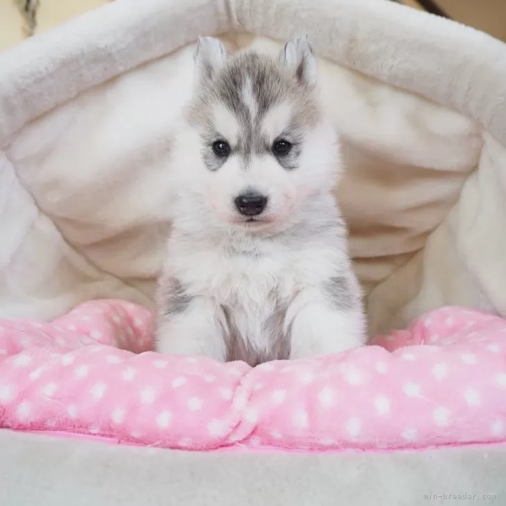 ID:2501-05462の子犬