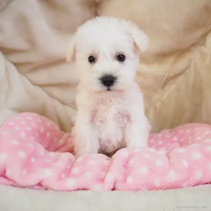 ID:2412-01542の子犬