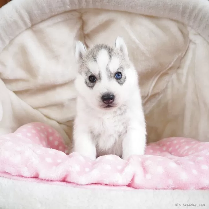 ID:2504-05528の子犬