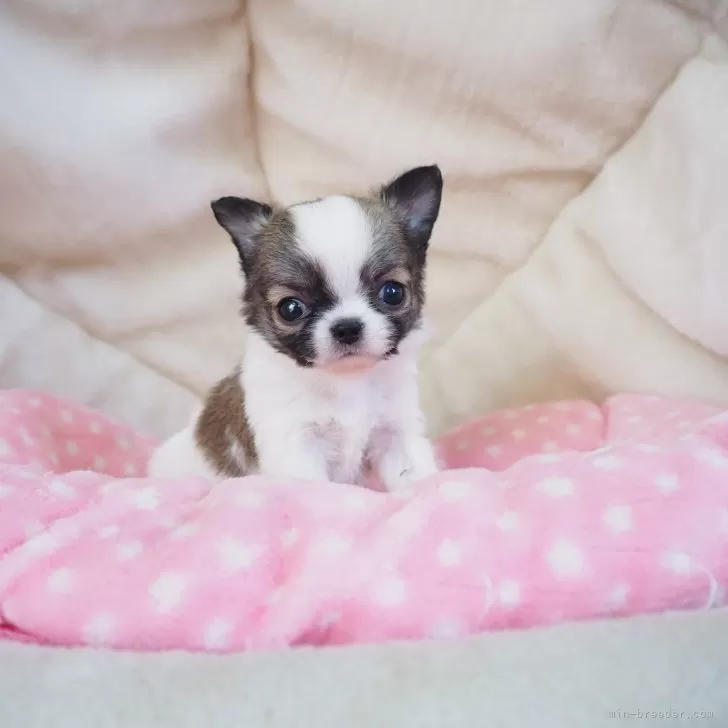 T.S 様のお迎えした子犬