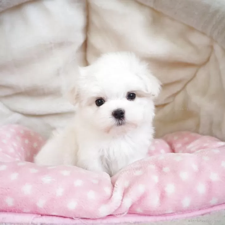 ID:2508-05415の子犬