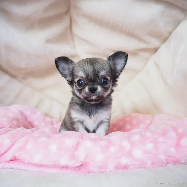 ID：2502-06972の子犬