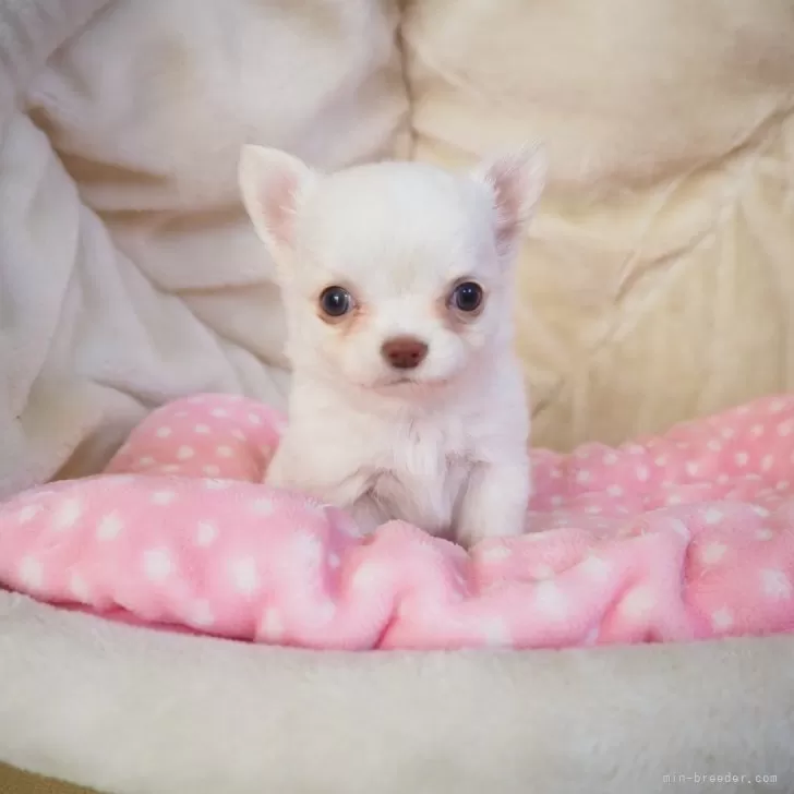 ID:2412-03001の子犬