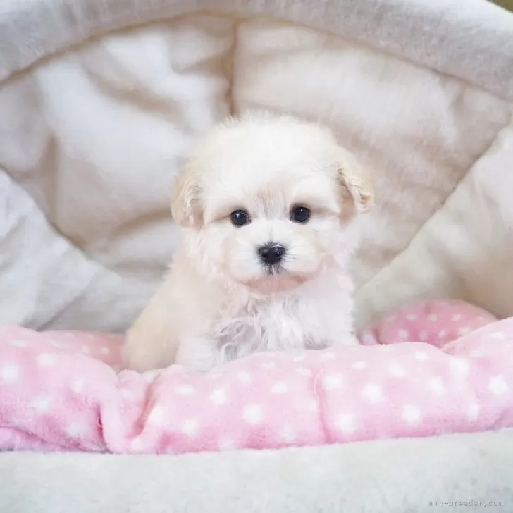 ID:2506-01345の子犬