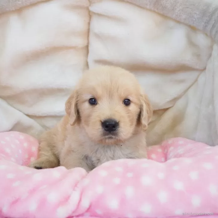 ID:2507-03989の子犬