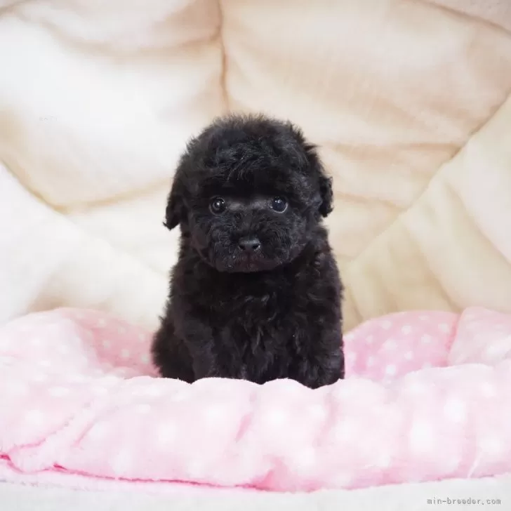 ID:2503-01441の子犬