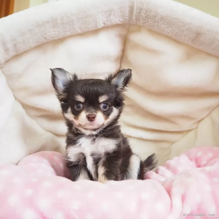 ID:2508-03303の子犬