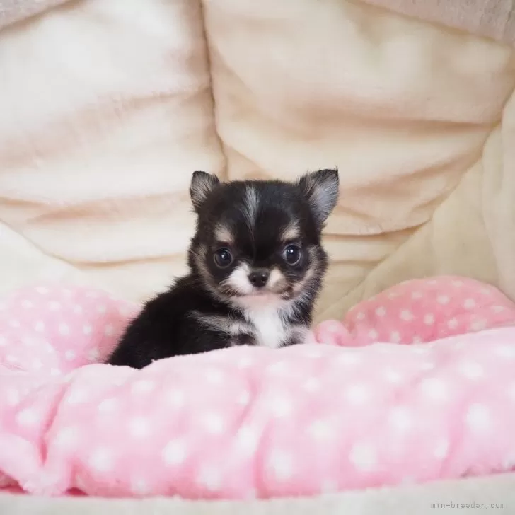 ID：2504-05547の子犬