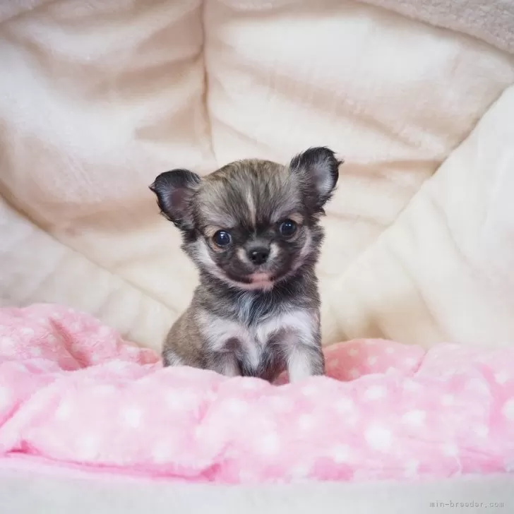 ID:2502-06968の子犬