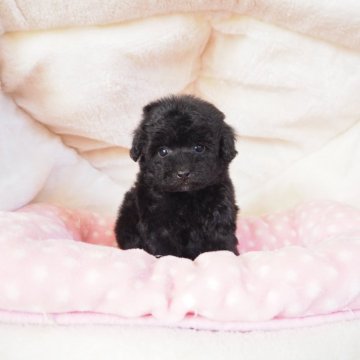 タイニープードル【奈良県・女の子・2025年10月1日・ブラック】の写真「小ぶりタイニーの女の子💖」