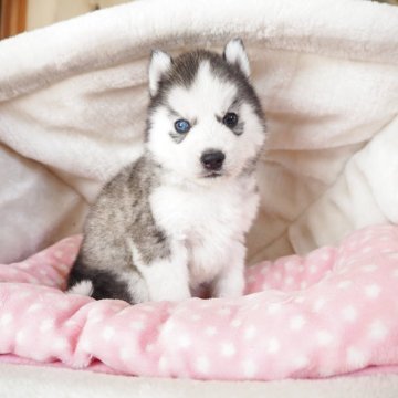 シベリアンハスキー【奈良県・男の子・2025年10月23日・シルバー&ホワイト】の写真「希少価値のあるバイアイの男の子💖」