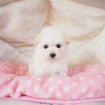 ティーカッププードル【奈良県・女の子・2025年9月28日・ホワイト】の写真「ちっちゃなホワイト姫💖」